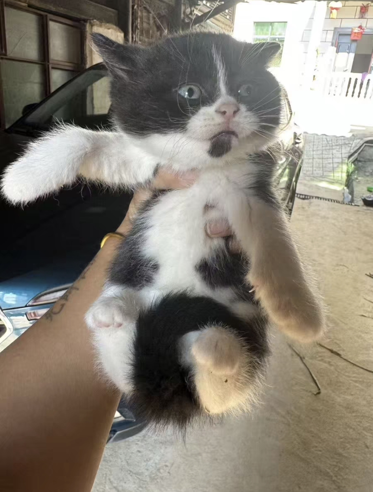 英短奶牛猫弟弟 2个月 疫苗两针 无病无藓 活泼可爱